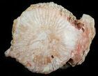 Pennsylvanian Aged Red Agatized Horn Coral - Utah #46723-1